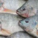 Com tarifaço, distribuidora de peixes prevê colapso para empresas e pescadores