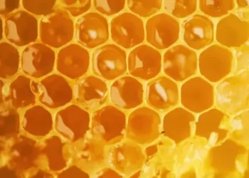 Mel— Foto: Canva/ Creative Commoms