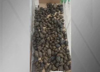 Homem é flagrado com 600 filhotes de jabutis escondidos em malas na BR-116 • Reprodução/PRF
