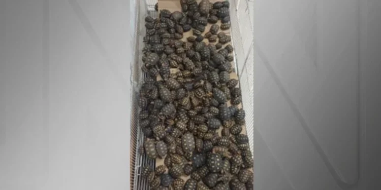 Homem é flagrado com 600 filhotes de jabutis escondidos em malas na BR-116 • Reprodução/PRF