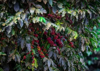 Área potencial tratada chegou a 35,2 milhões de hectares, um avanço de 20% em relação à safra anterior — Foto: Wenderson Araújo/CNA