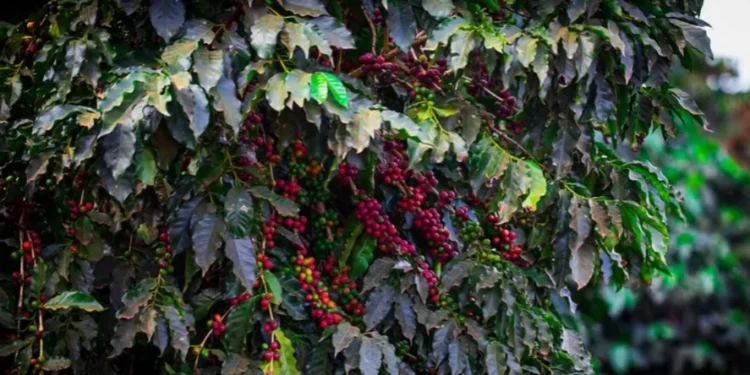 Área potencial tratada chegou a 35,2 milhões de hectares, um avanço de 20% em relação à safra anterior — Foto: Wenderson Araújo/CNA