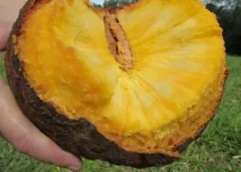 Trabalho detalha a composição nutricional desses alimentos • Embrapa/Claudio Bezerra Melo