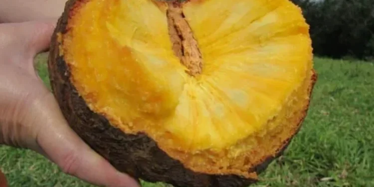 Trabalho detalha a composição nutricional desses alimentos  • Embrapa/Claudio Bezerra Melo