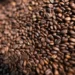 Embarques de cargas de café que foram negociados antes do anúncio de tarifas extras conseguirão entrar nos EUA sem a cobrança da nova alíquota — Foto: Wenderson Araújo/CNA