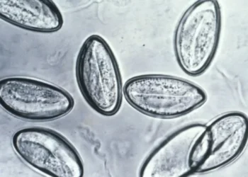 "Detox de vermes" vira tendência e médica alerta para os riscos • CDC via CNN Newsource