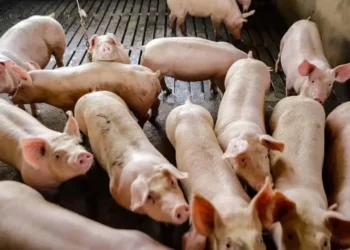 Ao longo do mês passado, a demanda por novos lotes de suínos vivos esteve enfraquecida — Foto: Roberto Dziura Jr/AEN