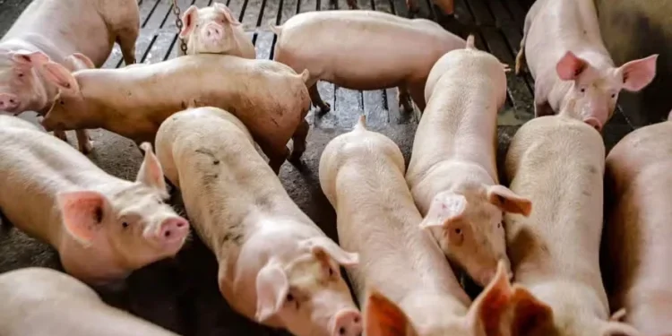 Ao longo do mês passado, a demanda por novos lotes de suínos vivos esteve enfraquecida — Foto: Roberto Dziura Jr/AEN