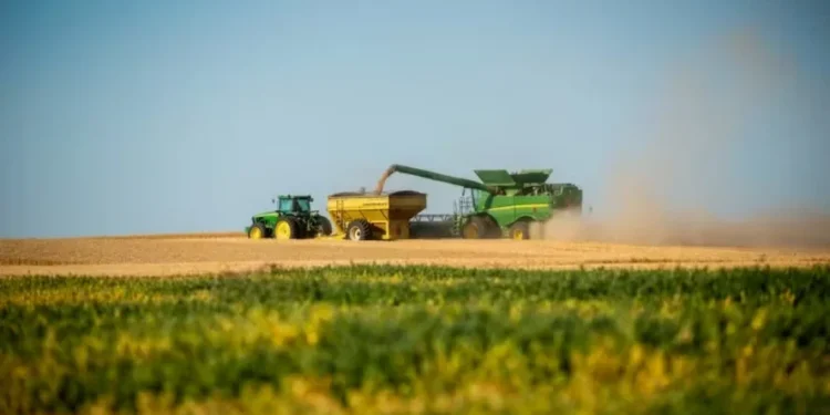 Contratos futuros de grãos operam em queda na bolsa de Chicago