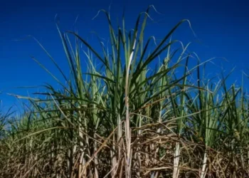 Recentemente, a Raízen anunciou a venda da cana que abastecia a Usina Santa Elisa, de Sertãozinho (SP), e o desligamento da unidade — Foto: Wenderson Araújo/CNA
