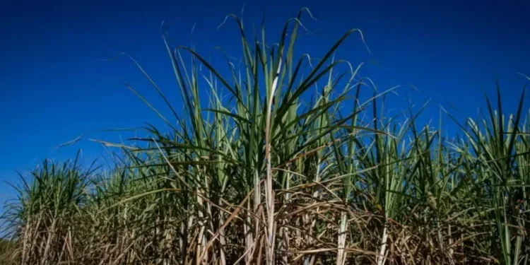 Área técnica do Cade aprova venda de ativos da Raízen para São Martinho e Usina Batatais