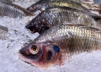 No caso da indústria de pescados, o problema mais grave atinge principalmente quem fornecia peixes frescos aos Estados Unidos — Foto: Envato