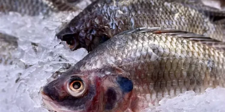 No caso da indústria de pescados, o problema mais grave atinge principalmente quem fornecia peixes frescos aos Estados Unidos — Foto: Envato