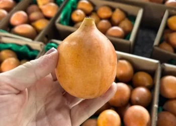 Cultivo de achachairu foi iniciado há cerca de 20 anos no Brasil — Foto: Arquivo pessoal