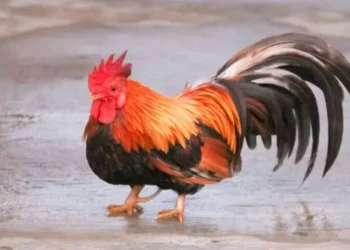 'Mini' galinha encanta e vira pet de luxo — Foto: Canva/Creative Commons