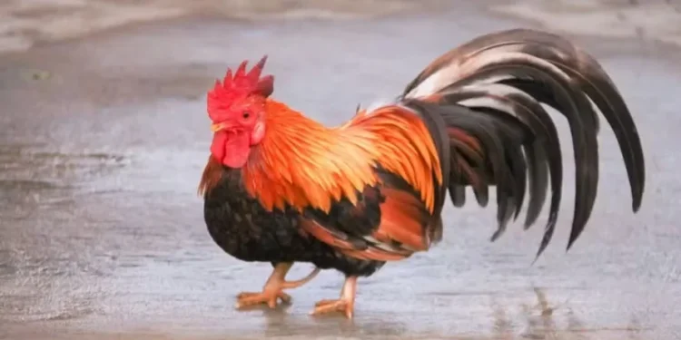 Pequena, mas valiosa: conheça a mini galinha que pode custar mais de R$ 3 mil