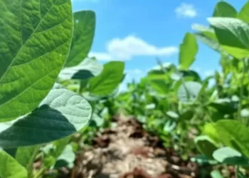 A combinação proposta pretende oferecer aos produtores uma ferramenta genética integrada que auxilie na redução de perdas causadas por pragas subterrâneas, plantas daninhas de difícil controle e inset — Foto: Emater-RS/Divulgação