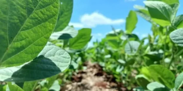 A combinação proposta pretende oferecer aos produtores uma ferramenta genética integrada que auxilie na redução de perdas causadas por pragas subterrâneas, plantas daninhas de difícil controle e inset — Foto: Emater-RS/Divulgação