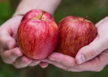 Perspectiva é de que a safra brasileira de maçã cresça 37%, para 1,1 milhão de toneladas — Foto: Wenderson Araújo / CNA