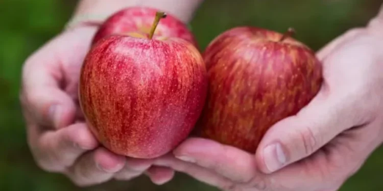 Perspectiva é de que a safra brasileira de maçã cresça 37%, para 1,1 milhão de toneladas — Foto: Wenderson Araújo / CNA
