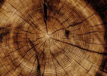 Além da ameaça tarifária, os EUA deflagraram uma investigação comercial contra o Brasil, na qual citam, entre suas preocupações, a madeira brasileira • Joel & Jasmin Førestbird/ Unsplash