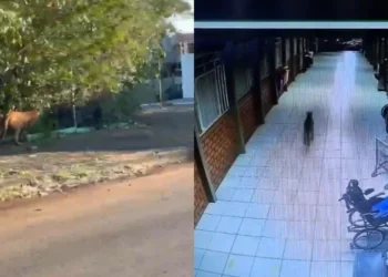 Onça foi vista circulando pela cidade e entrando em escola no Paraná  • Reprodução