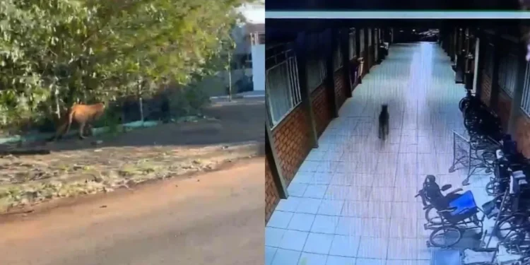 Onça foi vista circulando pela cidade e entrando em escola no Paraná • Reprodução