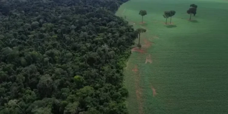 Moratória da Soja foi suspensa por decisão em caráter preventivo do Conselho Administrativo de Defesa Econômica — Foto: Fernando Frazão/Agência Brasil