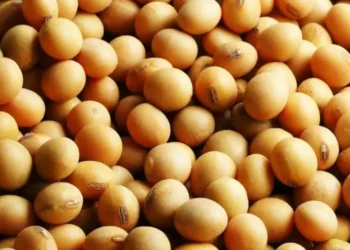 Soja— Foto: Fundação Solidaridad