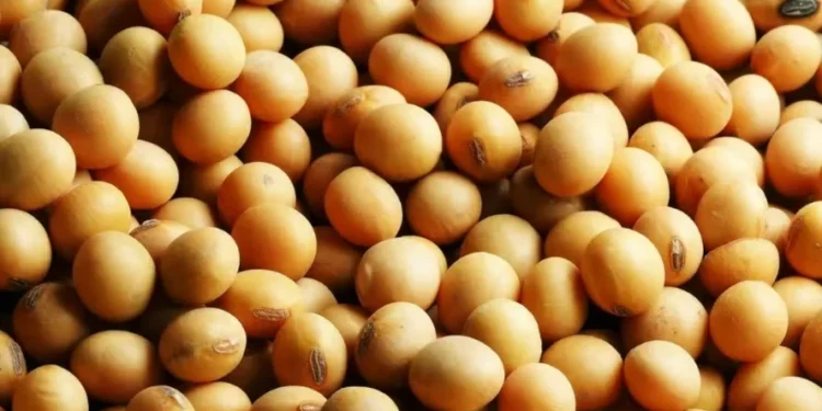 Soja— Foto: Fundação Solidaridad