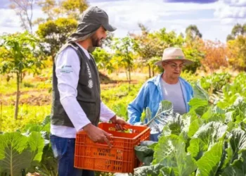 Programa visa a aumentar o valor de venda de produtos da agricultura familiar — Foto: Wenderson Araújo/CNA