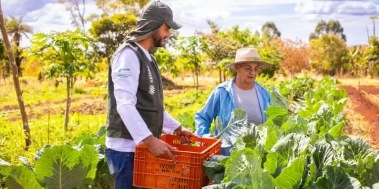 Programa visa a aumentar o valor de venda de produtos da agricultura familiar — Foto: Wenderson Araújo/CNA