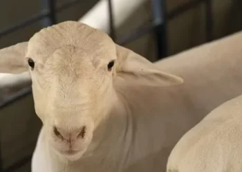 Exportações de ovinos vivos para a Argélia estão habilitadas — Foto: Sergio Ranalli