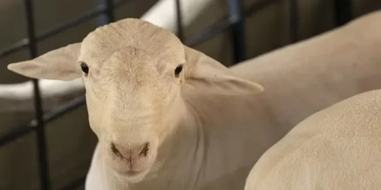 Exportações de ovinos vivos para a Argélia estão habilitadas — Foto: Sergio Ranalli