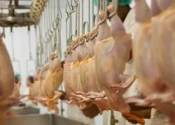 Oferta de frango deve avançar até 5,4% em 2025, para 10,2 milhões de toneladas, diz ABPA — Foto: Canva/Creative Commons