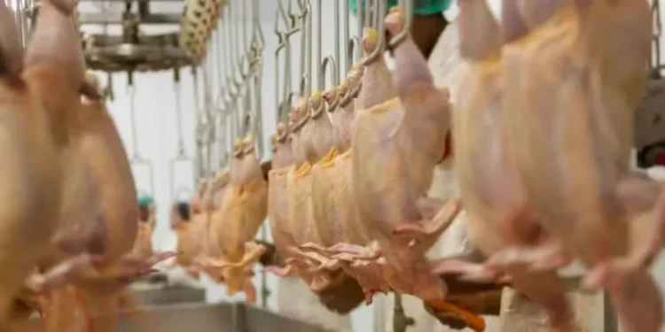 Oferta de frango deve avançar até 5,4% em 2025, para 10,2 milhões de toneladas, diz ABPA — Foto: Canva/Creative Commons