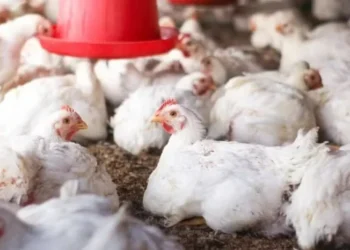 Ao todo, dez importadores continuam fechados para o frango brasileiro — Foto: Canva/Creative Commons