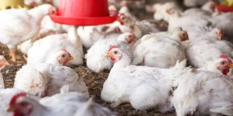 Ao todo, dez importadores continuam fechados para o frango brasileiro — Foto: Canva/Creative Commons