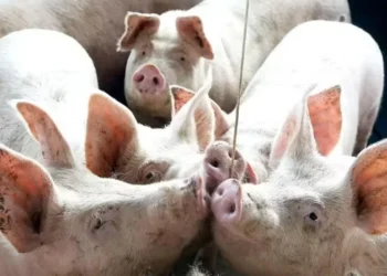 Estados Unidos responderam por cerca de 2% das exportações brasileiras de carne suína no acumulado do ano — Foto: Jaelson Lucas/AEN