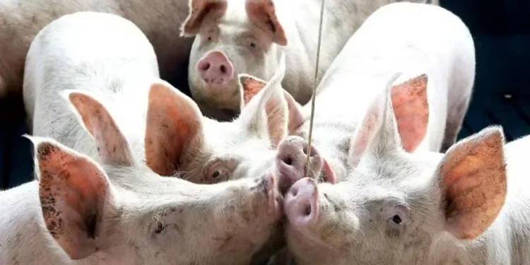 Estados Unidos responderam por cerca de 2% das exportações brasileiras de carne suína no acumulado do ano — Foto: Jaelson Lucas/AEN