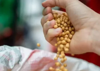 Ganhos da soja são limitados pela ausência de demanda da China — Foto: Grégori Bertó/Palácio Piratini