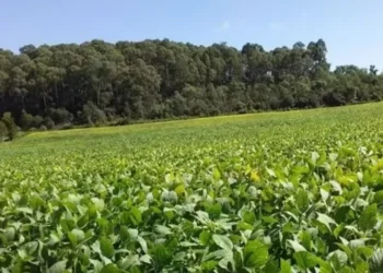 Acompanhamento é parte essencial da transição para práticas de agricultura regenerativa. Fazenda Bom Jardim Lagoano, em Montividiu (GO) — Foto: Divulgação