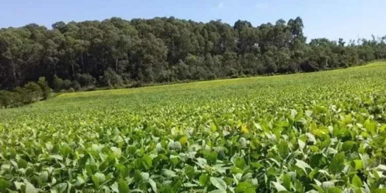 Soluções da Cargill em agricultura regenerativa promovem eficiência no campo