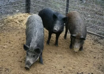 Javaporco é o resultado do cruzamento entre o javali e o porco doméstico — Foto: USDA