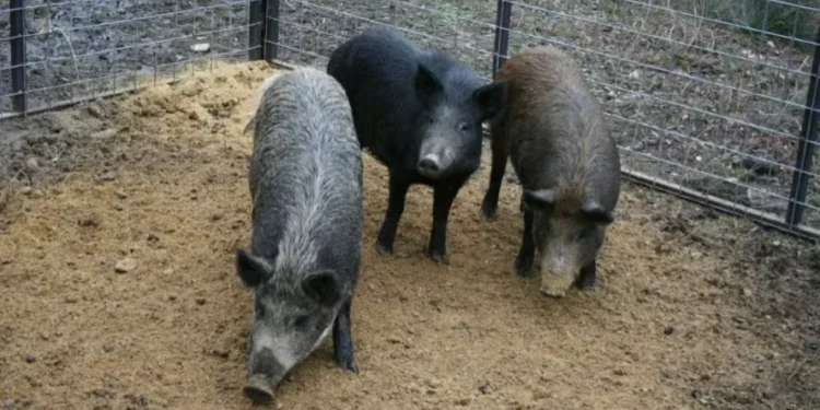 Javaporcos estão ficando com a carne azul nos EUA. Por quê?