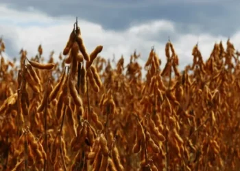 Justiça concedeu liminar favorável às indústrias de soja — Foto: José Medeiros