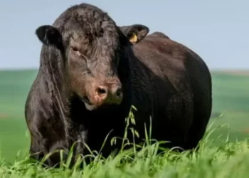 Melhoramento da dieta animal e aumento do abate precoce de bovinos são propostas para reduzir as emissões de metano da pecuária — Foto: Globo Rural
