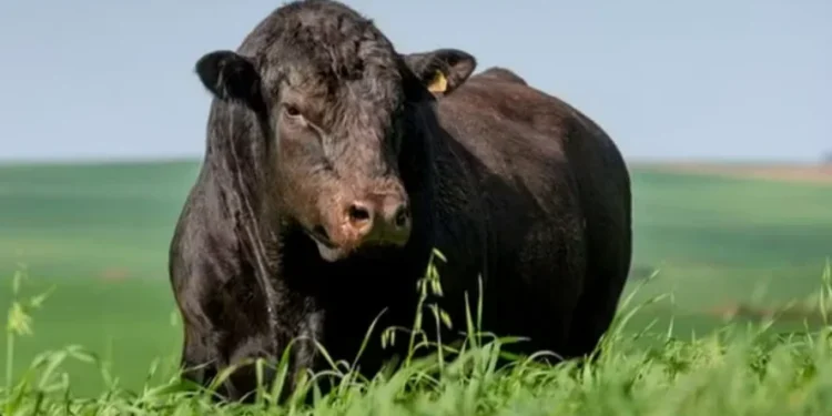 Melhoramento da dieta animal e aumento do abate precoce de bovinos são propostas para reduzir as emissões de metano da pecuária — Foto: Globo Rural