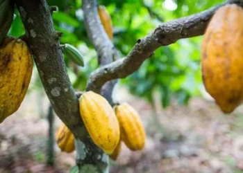 Iniciativa foi oficialmente anunciada hoje (27/8), durante a Expocacau, em Ilhéus (BA) — Foto: Wenderson Araujo/CNA