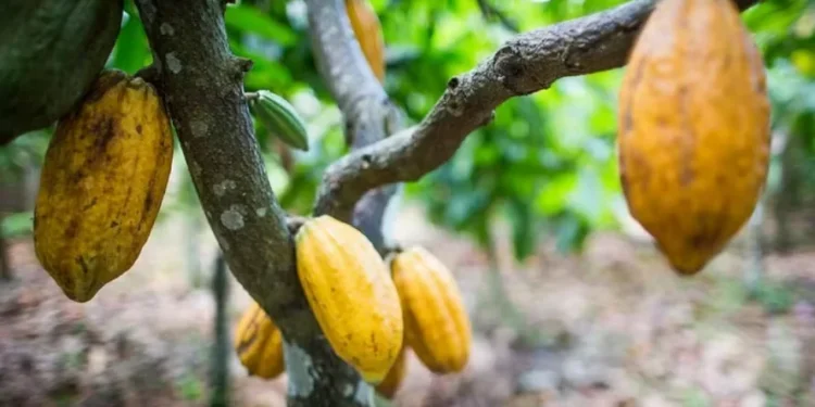 Iniciativa foi oficialmente anunciada hoje (27/8), durante a Expocacau, em Ilhéus (BA) — Foto: Wenderson Araujo/CNA